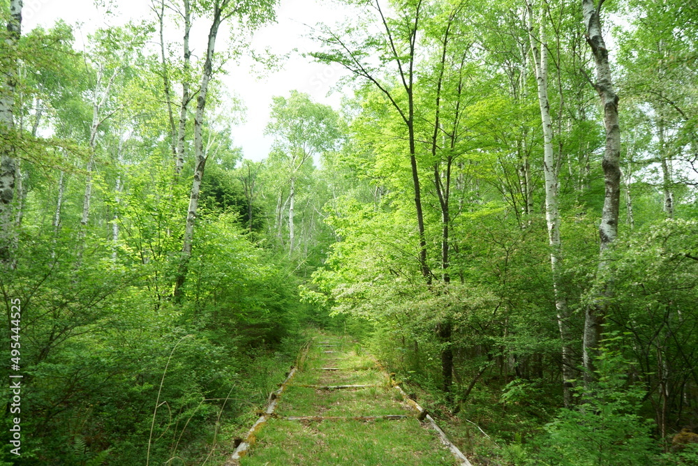 white birch Plateau Woods Nature white birch Plateau Woods Nature