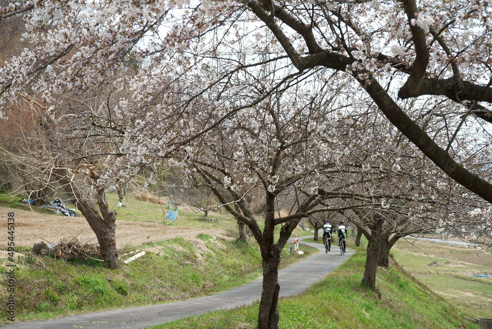 Japanese Typical flower Cherry Blossom
