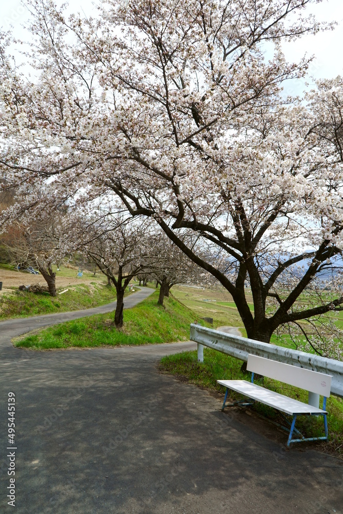 Japanese Typical flower Cherry Blossom