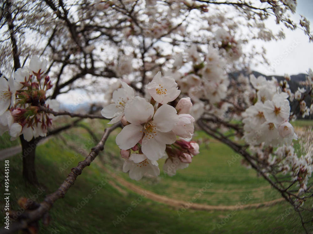 Cherry Blossom Full bloom spring Cherry Blossom Full bloom spring
