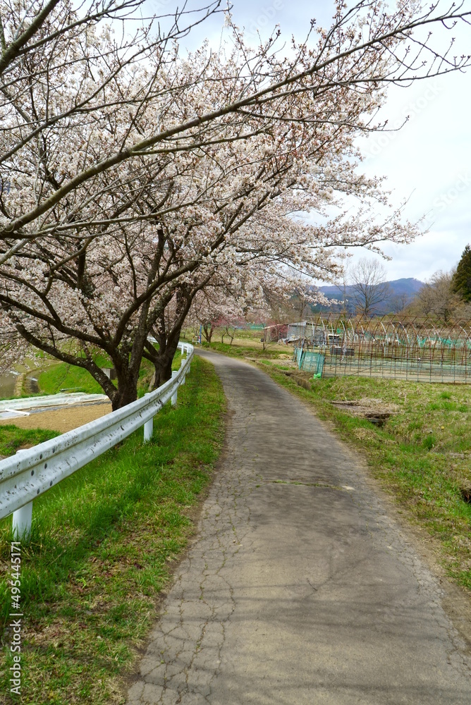 Cherry Blossom Full bloom spring