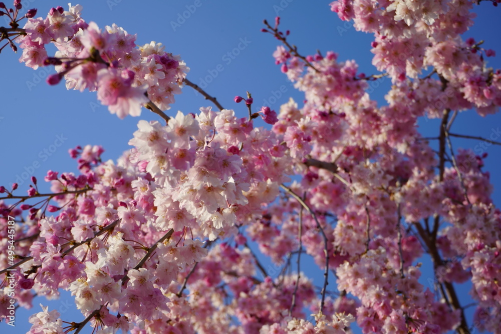 Cherry Blossom Full bloom spring Cherry Blossom Full bloom spring