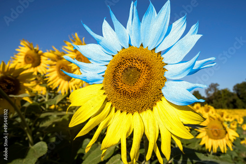 Sunflower in Ukraine flag colors