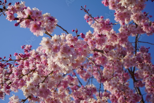Cherry Blossom Full bloom spring