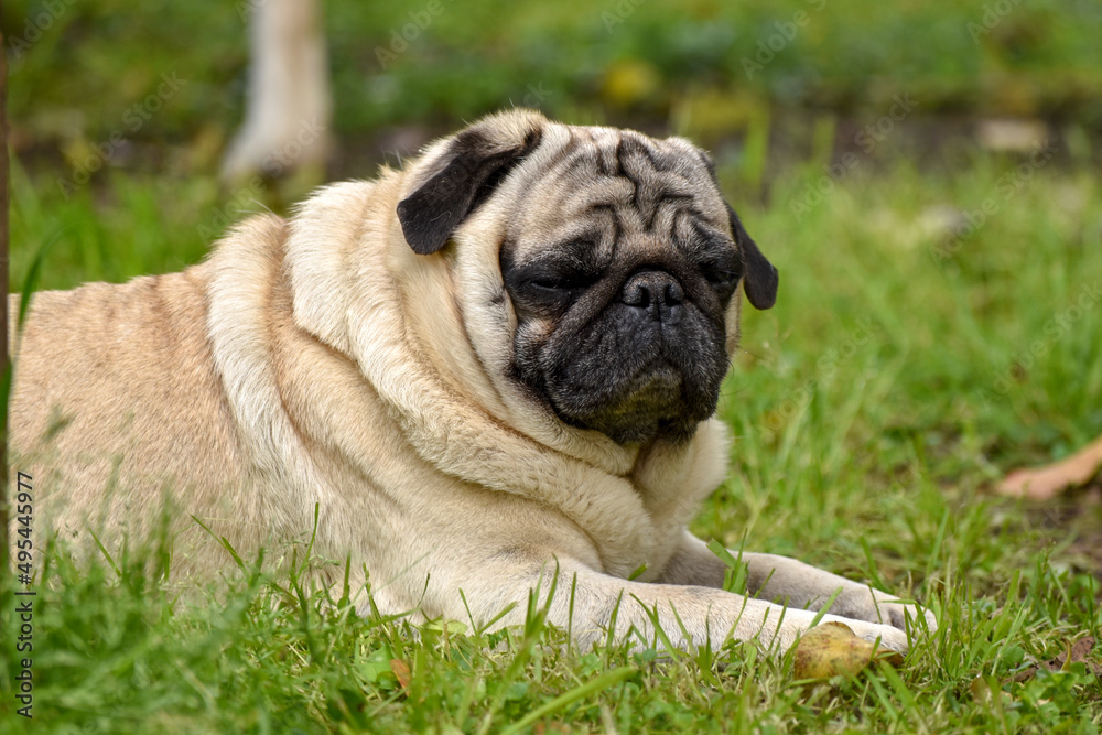 Retrato de un perro pug