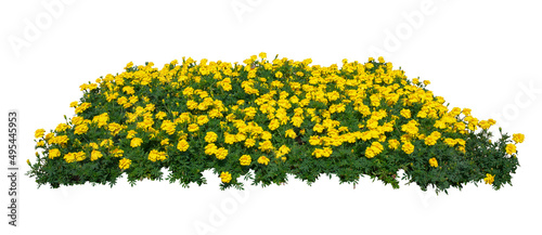 Tropical plant marigold flower bush tree isolated on white background with clipping path.