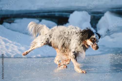 dog slides paws on ice in winter
