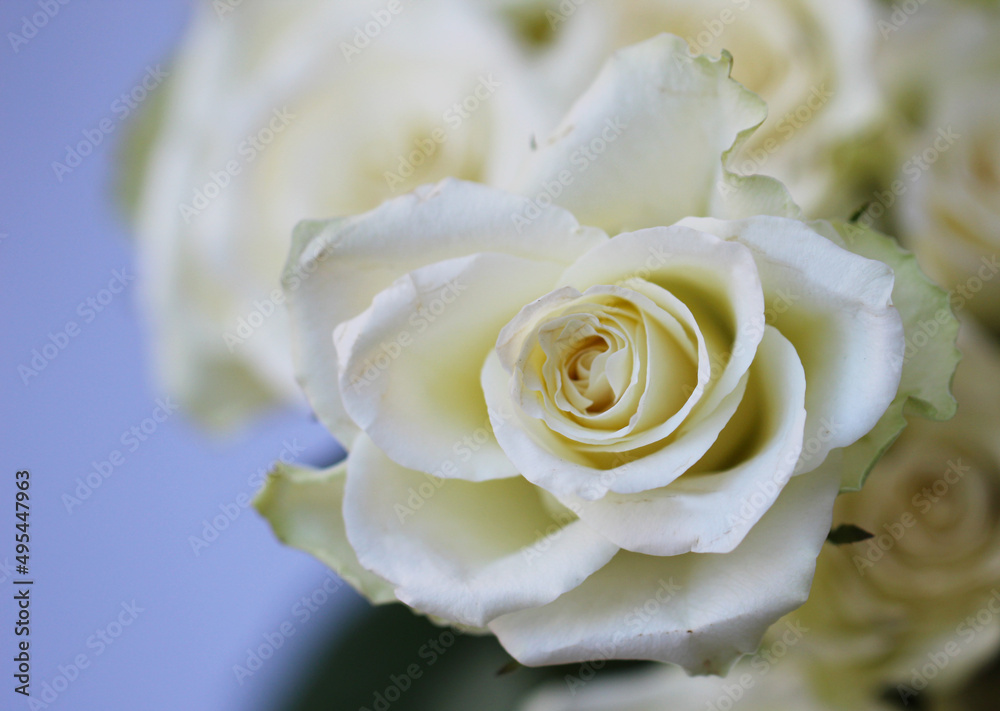 Front top studio photo of a white rose with selective focus in a bouquet on a soft lilac background