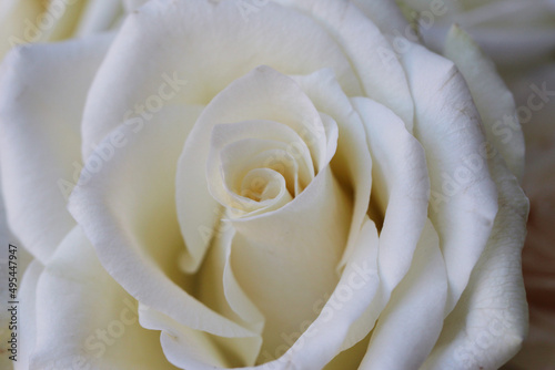 White huge airy rose  macro-festive background