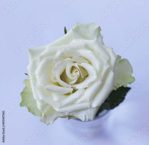 close-up of a isolated white rose on a soft lilac background, studio shoot