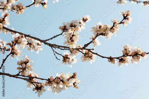 Blooming tree branch on a blue sky background