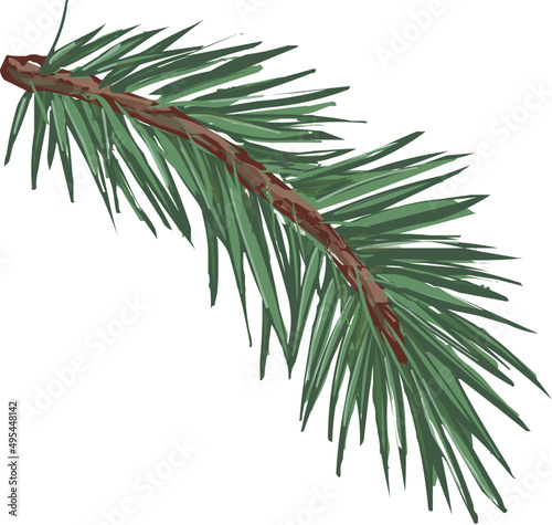 Spruce Branch Hand Drawn Illustration