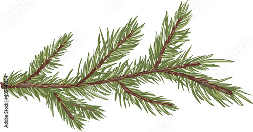 Spruce Branch Hand Drawn Illustration