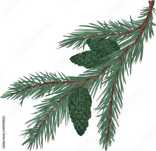 Spruce Branch with Cones Hand Drawn Illustration