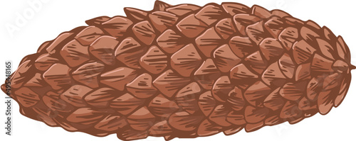 Spruce Cone Hand Drawn Illustration