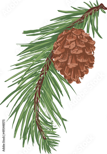 Spruce Branch with Cone Hand Drawn Illustration