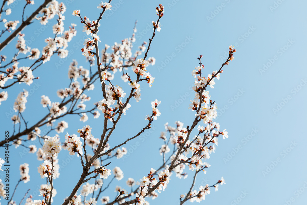 Beautiful flowers of blossoming almond on blue sky background in early spring