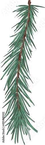 Spruce Branch Hand Drawn Illustration