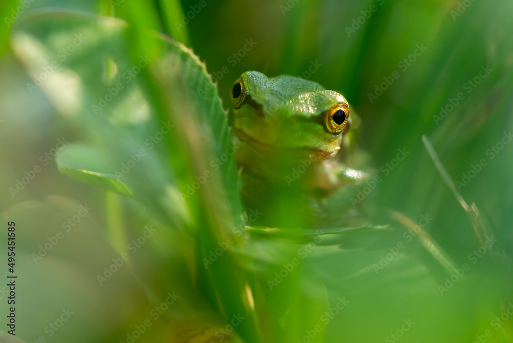 Żaba rzekotka (Hylidae) ukrywająca się w liściach Żaba rzekotka (Hylidae) ukrywająca się w liściach