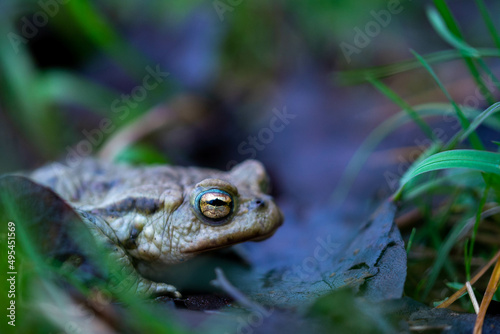 Żaba ze złotym okiem występująca w Polsce. © Grzegorz