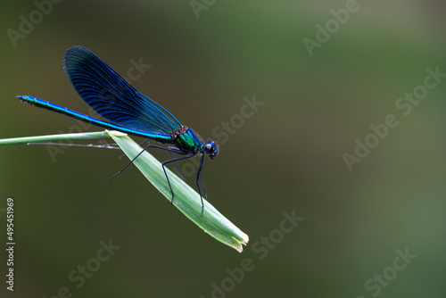 Niebieska błyszcząca ważka siedząca na pojedynczej trawie, calopteryx. 