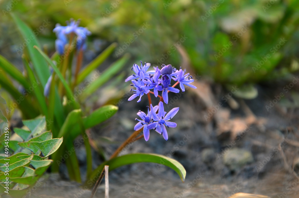 First spring purple-blue flowers. Scilla Siberica 'Spring Beauty' flowering in the garden.Spring flowers photo outdoors First spring purple-blue flowers. Scilla Siberica 'Spring Beauty' flowering in the garden.Spring flowers photo outdoors