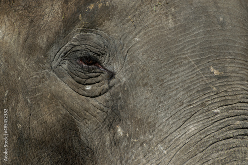 Oko i skóra słonia (Elephantidae). photo