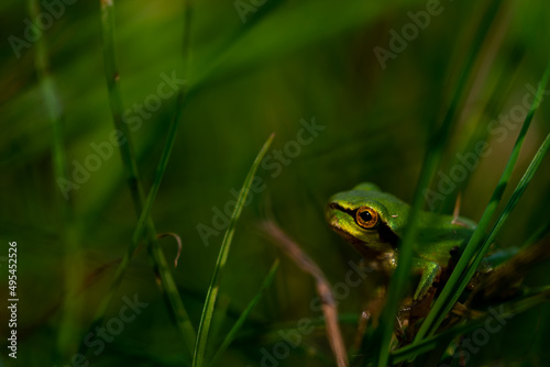 Mała żaba w trawie, rzekotka drzewna (Hyla arborea).