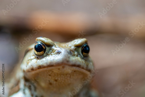 Żaba moczarowa (Rana arvalis), zbliżenie pyszczka i oka. 
