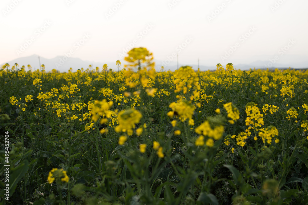 Fototapeta premium Campo de flores amarillas