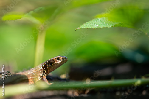 Jaszczurka zwinka (lacerta agilis) odpoczywająca w ściółce leśnej. © Grzegorz