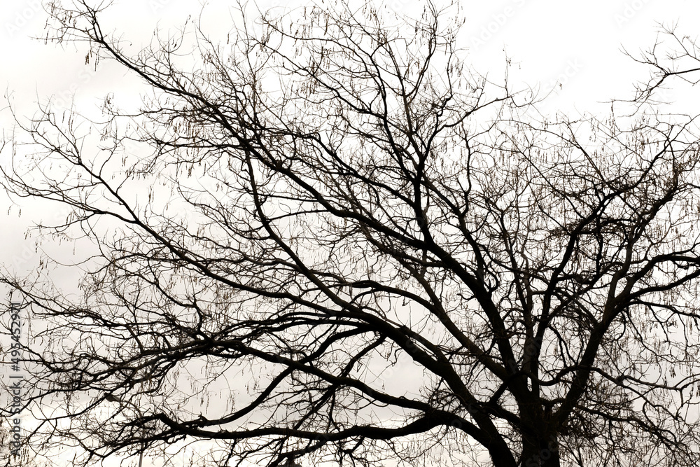 Detail of the branches of a bare tree in silhouette 