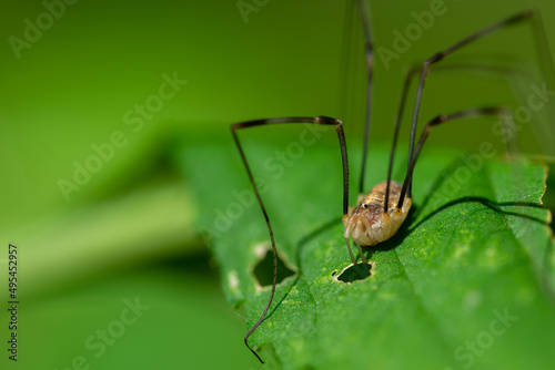 Kosarz pospolity (Phalangium opilio), pajęczak na zielonym liściu. photo
