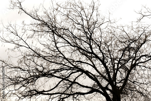 Detail of the branches of a bare tree in silhouette 