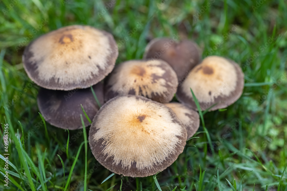 wild mushrooms in park lawn wild mushrooms in park lawn