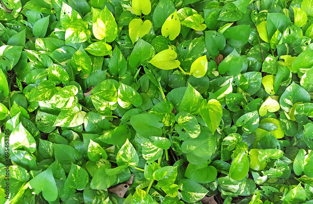texture of epipremnum aureum texture of epipremnum aureum
