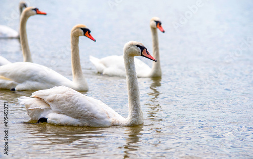 Fotografie, Obraz Swans swim in the lake