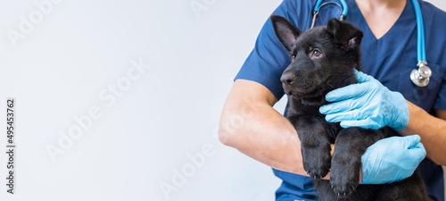 Cropped image of handsome male veterinarian doctor with stethoscope holding cute black german shepherd puppy in arms in veterinary clinic on white background banner photo
