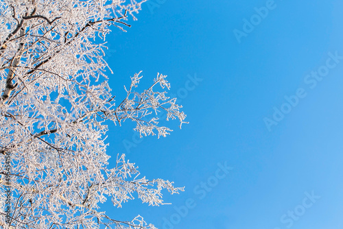Birch branches in frost in winter during severe frost against a clear blue sky. Copy space
