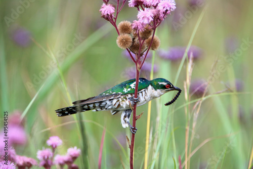 Diederik Cuckoo in the Pom Pom Weeds, South Africa photo