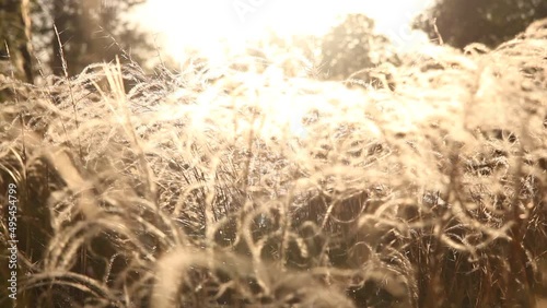 Meadow grass in sepia in sun glare. 