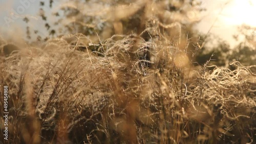 Meadow grass in sepia in sun glare. 
