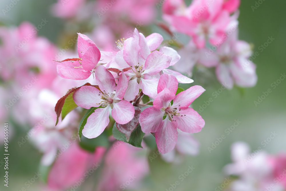 Branches of blossoming Cherry macro with soft focus. Easter and spring greeting cards. Springtime. Bloom over blue sky. Morning in the Cherry orchard. Spring background. Blossoming cherry tree garden Branches of blossoming Cherry macro with soft focus. Easter and spring greeting cards. Springtime. Bloom over blue sky. Morning in the Cherry orchard. Spring background. Blossoming cherry tree garden
