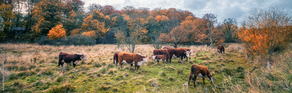 Hereford cattle in a panorama scenery Hereford cattle in a panorama scenery