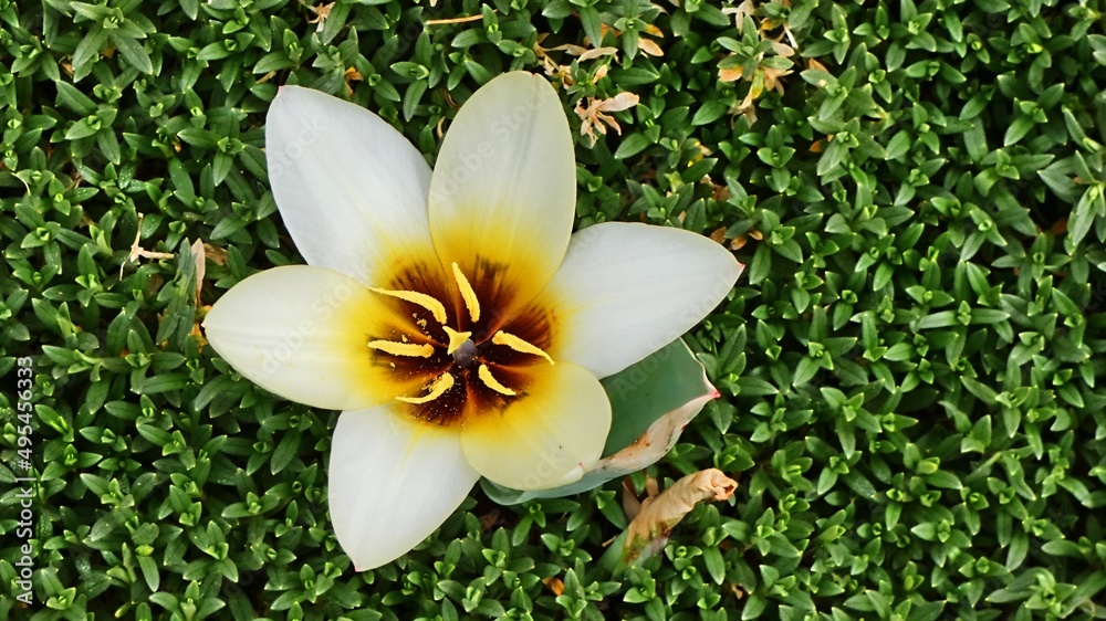 Fototapeta premium Tulpenblüte