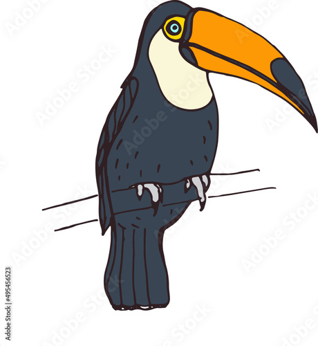 Toucan Exotic Bird Hand Drawn Illustration