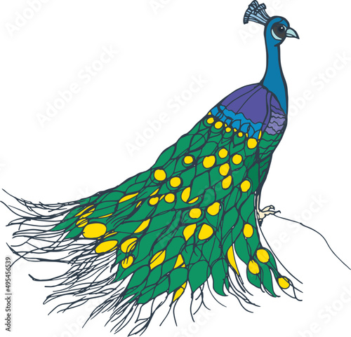 Exotic Bird Peacock Hand Drawn Illustration