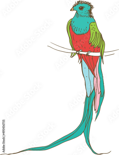 Exotic Bird Hand Drawn Illustration