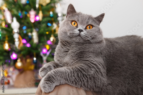A short hair gray cat sits charmingly on an easy chair and looks at the camera against the background of a Christmas tree