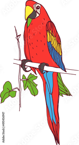 Ara Parrot Hand Drawn Illustration